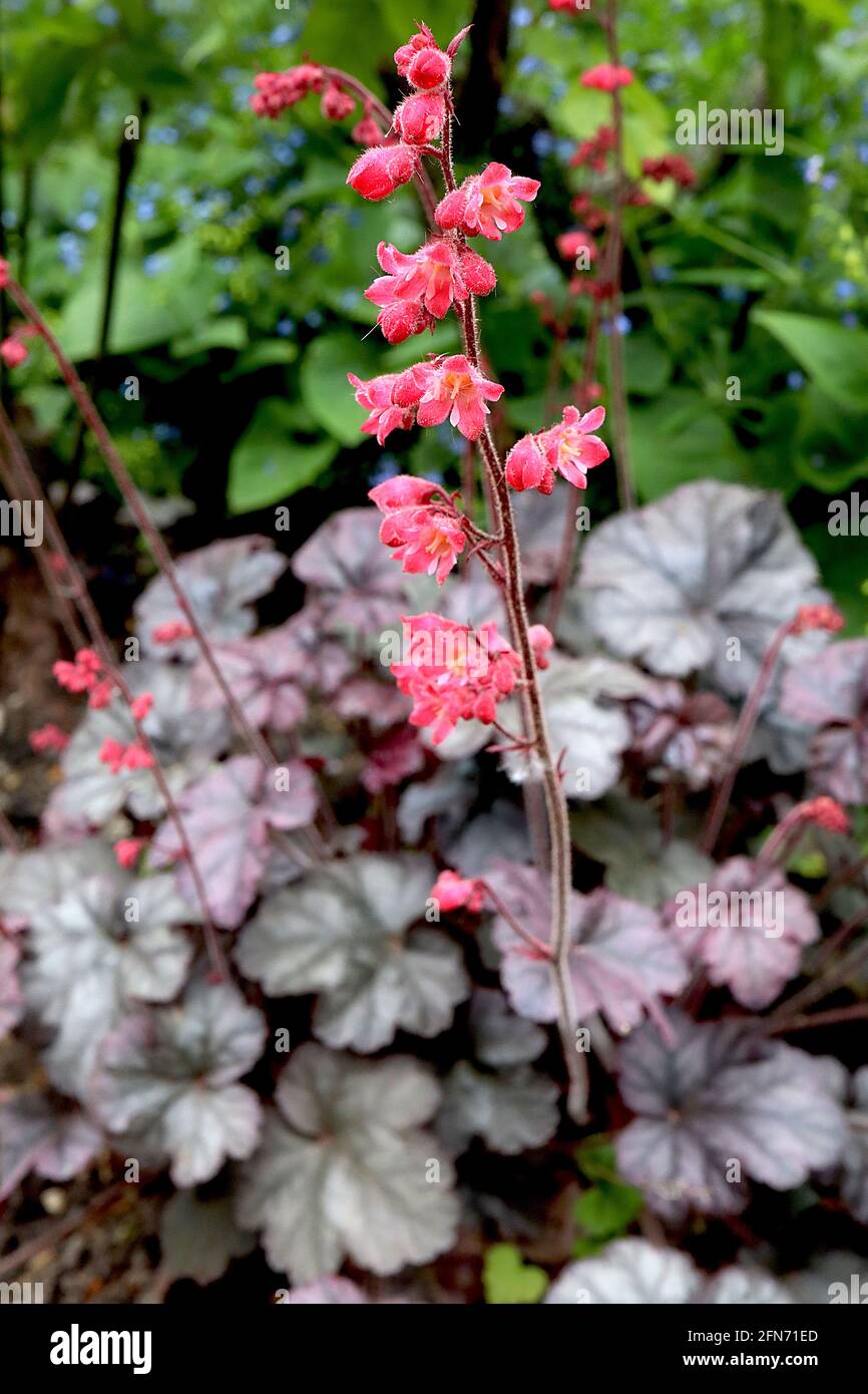 Heuchera ‘Silver Gumdrop’ Alumwurzel / Korallenglocken Silver Gumdrop - kleine röhrenförmige, tiefrosa Blüten auf runden, palmatinfarbenen Silberblättern, dunkelgrüne Adern Stockfoto