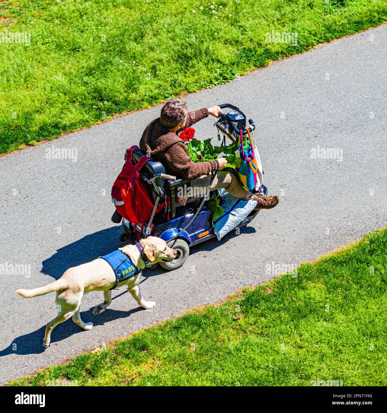 Frau trägt Blumenerde und eine Pflanze auf ihrem motorisierten Roller in Steveston British Columbia Kanada Stockfoto