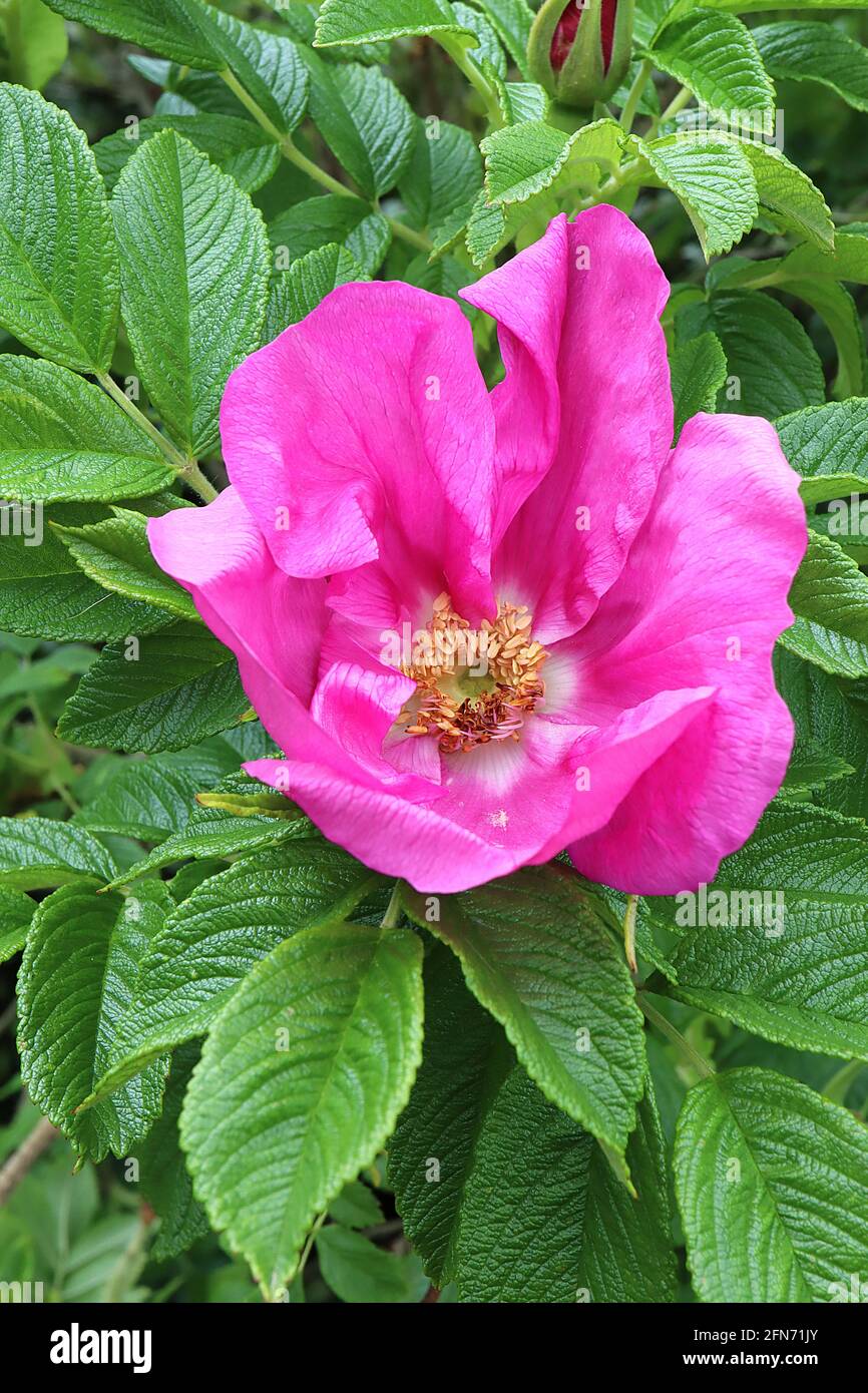 Rosa Rugosa ‘Rubra’ (Ru) Rosa Ramanas-Rose – tiefrosa Einzelblüten und faltige mittelgrüne Blätter, Mai, England, Großbritannien Stockfoto