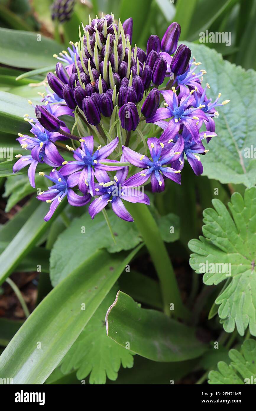 Scilla peruviana Portugiesischer Tintenkeller - violette sternförmige Blüten in konischen Trauben und großen, bandförmigen Blättern, Mai, England, Großbritannien Stockfoto