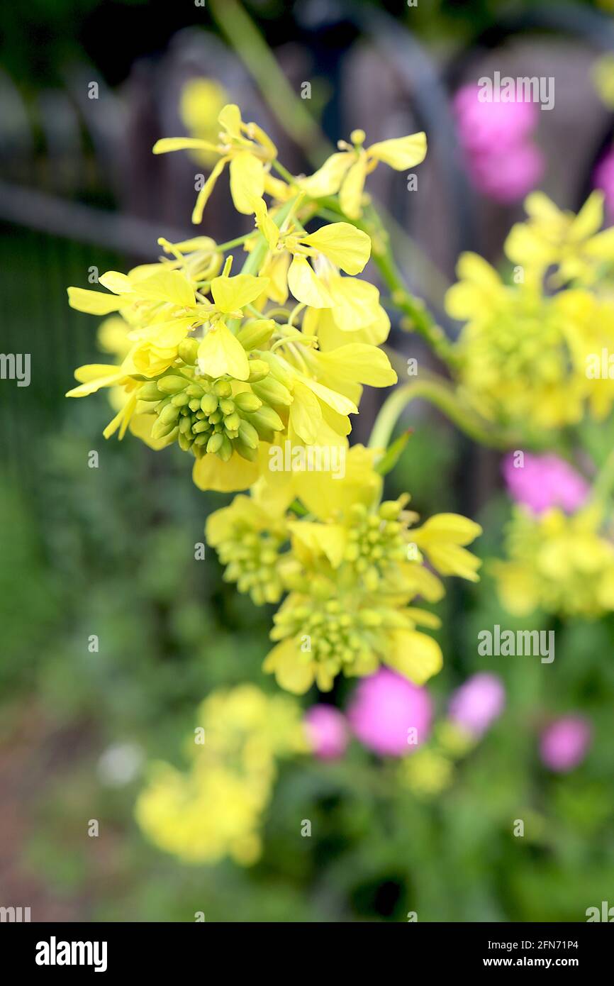 Sinapsis arvensis charlock Senf – gelbe Blüten mit herzförmigen Blütenblättern und Blütenknospen, Mai, England, Großbritannien Stockfoto