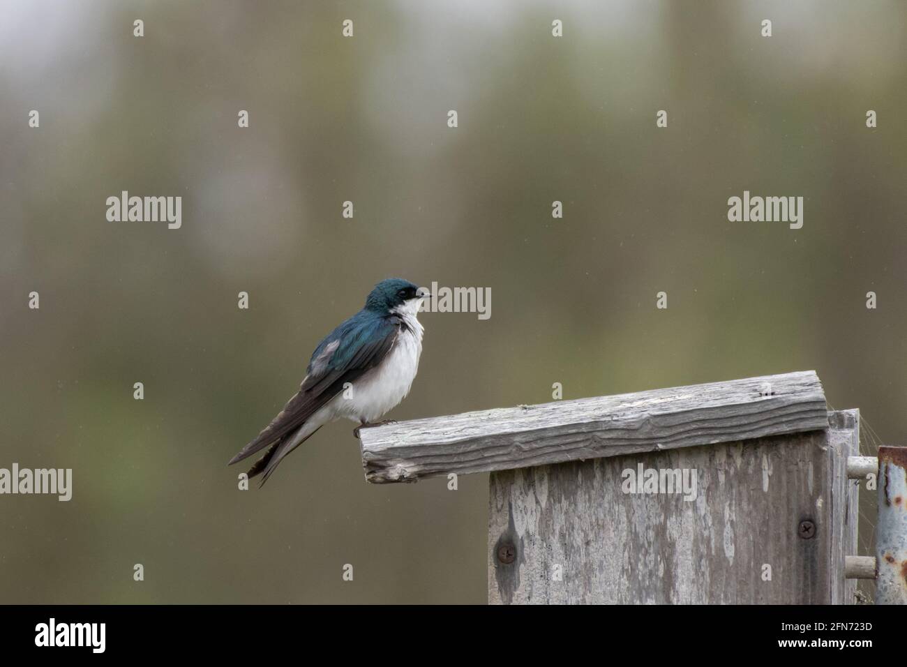 Die Baumschwalbe, die auf einem hölzernen Vogelhaus thront, bleibt wachsam gegenüber seiner Umgebung. Stockfoto