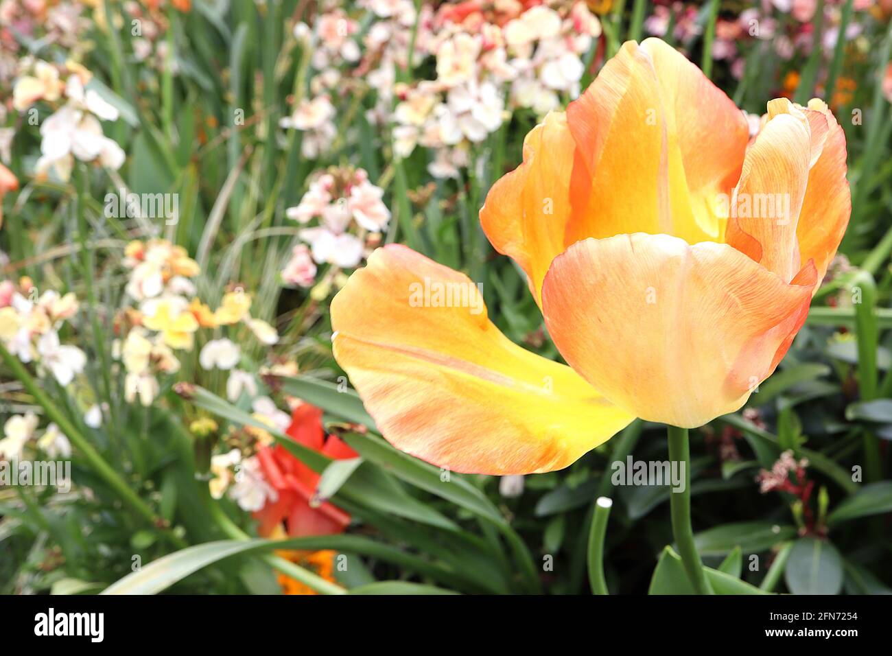 Tulipa ‘Daydream’ Darwin Hybrid 4 Daydream Tulpe - weiche Aprikosenblüten, orangefarbene innere Blütenblätter, feiner roter Umriss, Mai, England, VEREINIGTES KÖNIGREICH Stockfoto
