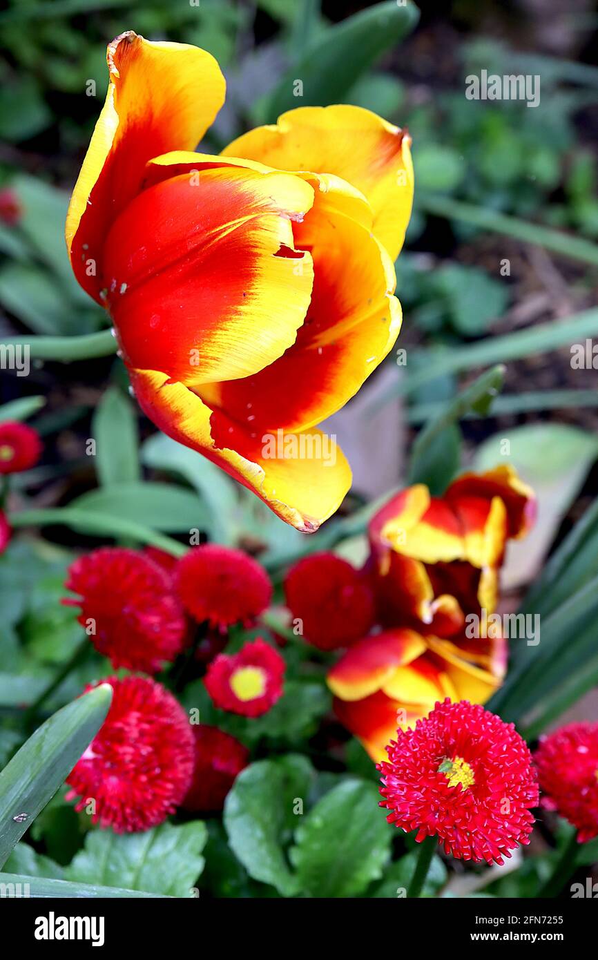 Tulipa ‘Reputation’ Triumph Tulpe 3 Reputation Tulpe – tiefrote Blüten, breite gelbe Ränder, lila Stamm, Mai, England, VEREINIGTES KÖNIGREICH Stockfoto