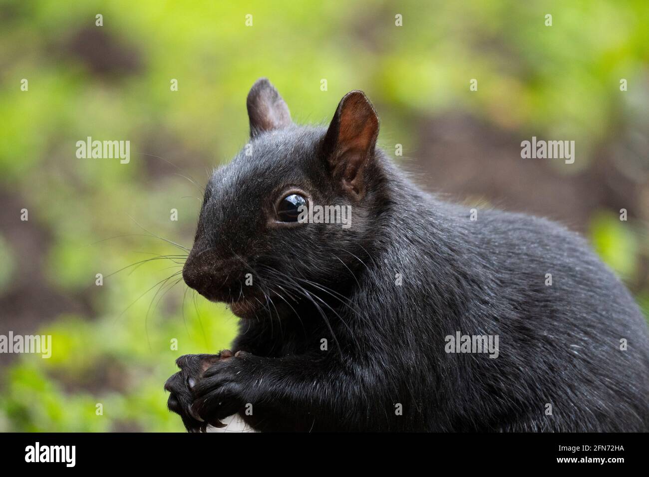 Nahaufnahme eines schwarzen Eichhörnchen Stockfoto