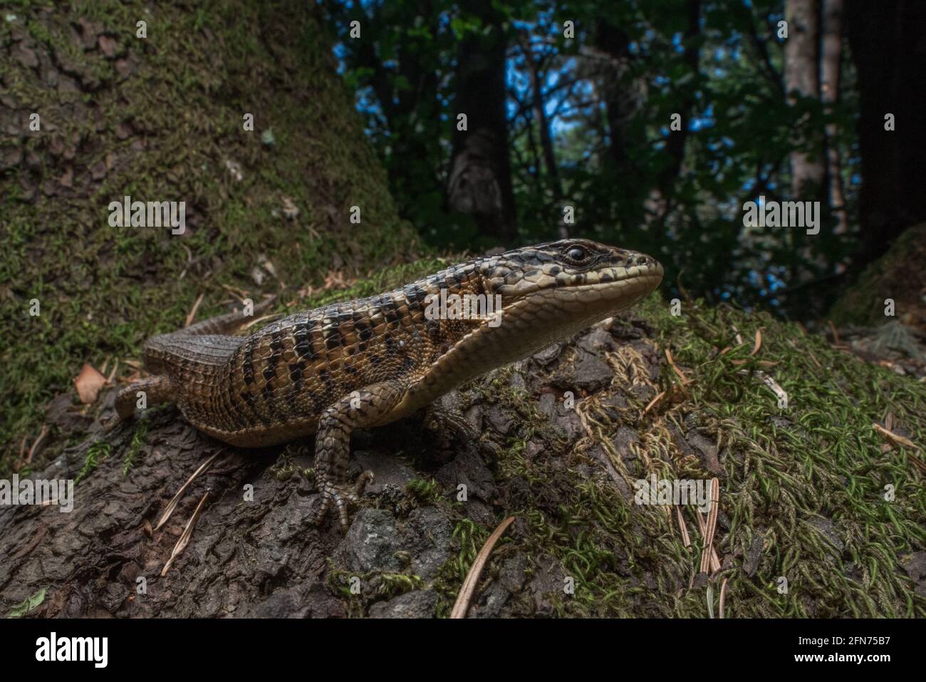 San Francisco Alligatoreidechse (Elgaria coerulea coerulea) eine Unterart der nördlichen Alligatoreidechse. Im Wald der Santa Cruz Berge. Stockfoto