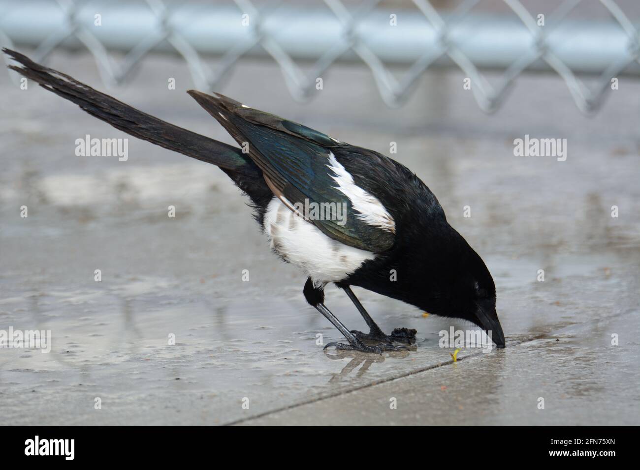 Schwarze Elster auch als American Elster Vogel Trinkwasser Von einem Riss im Bürgersteig an einem regnerischen Tag Stockfoto