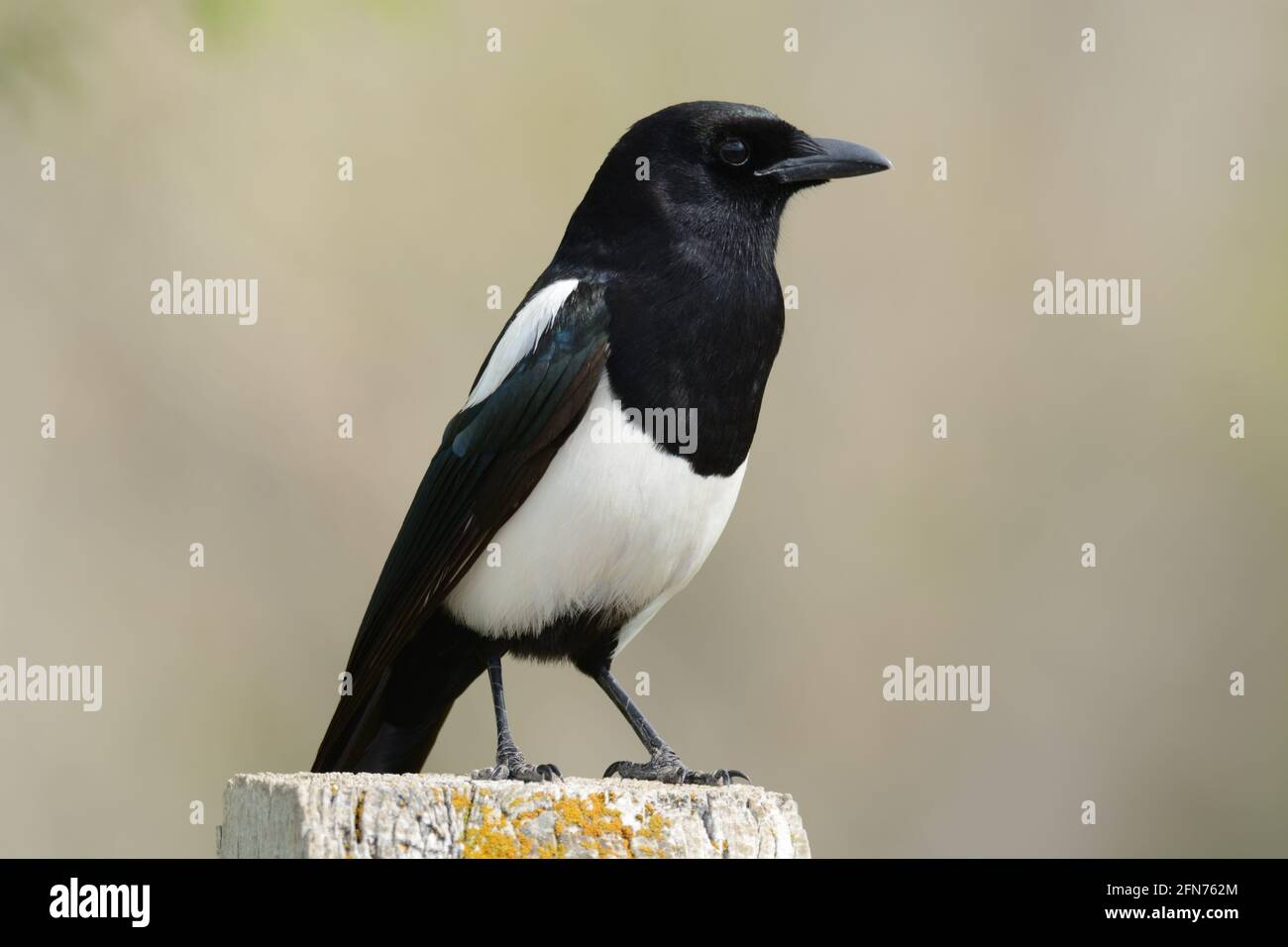 Schwarze Elster auch als amerikanischer Elster Vogel thront auf Zaunpfosten Stockfoto