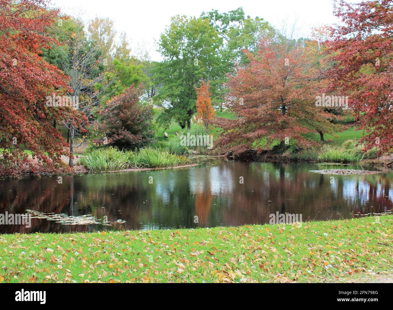 Herbstbild eines australischen Wohngartens in Tenterfield, New South Wales. Stockfoto