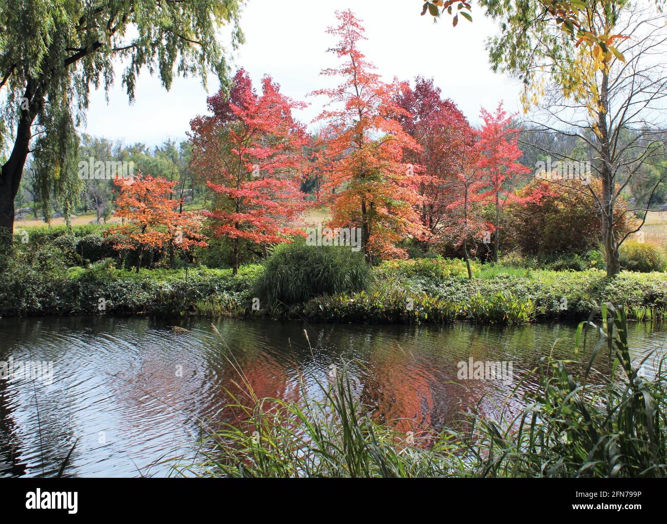Herbstbild eines australischen Wohngartens in Tenterfield, New South Wales. Stockfoto