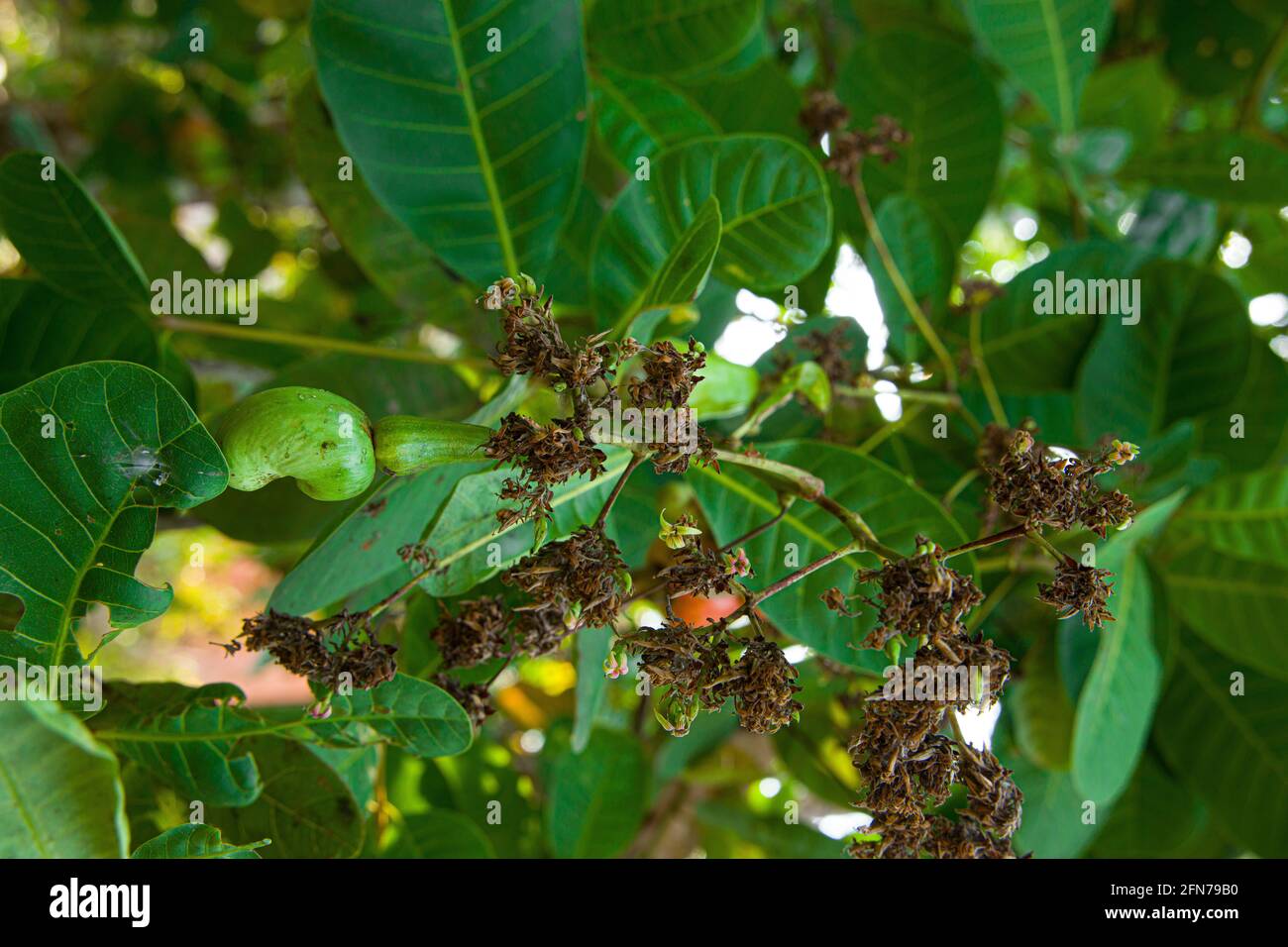 Cashewnuss-Baum, gefüllt mit roten Früchten Stockfoto