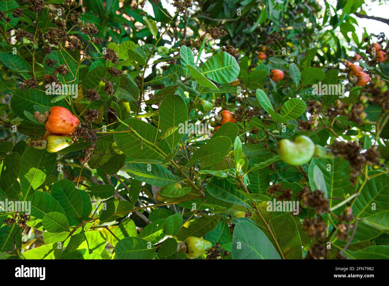 Cashewnuss-Baum, gefüllt mit roten Früchten Stockfoto