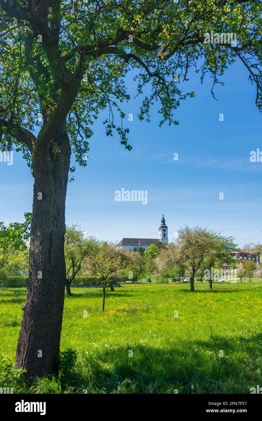 OED-Oehling: kirche Öhling, Obstgarten in Mostviertels, Niederösterreich, Niederösterreich, Österreich Stockfoto