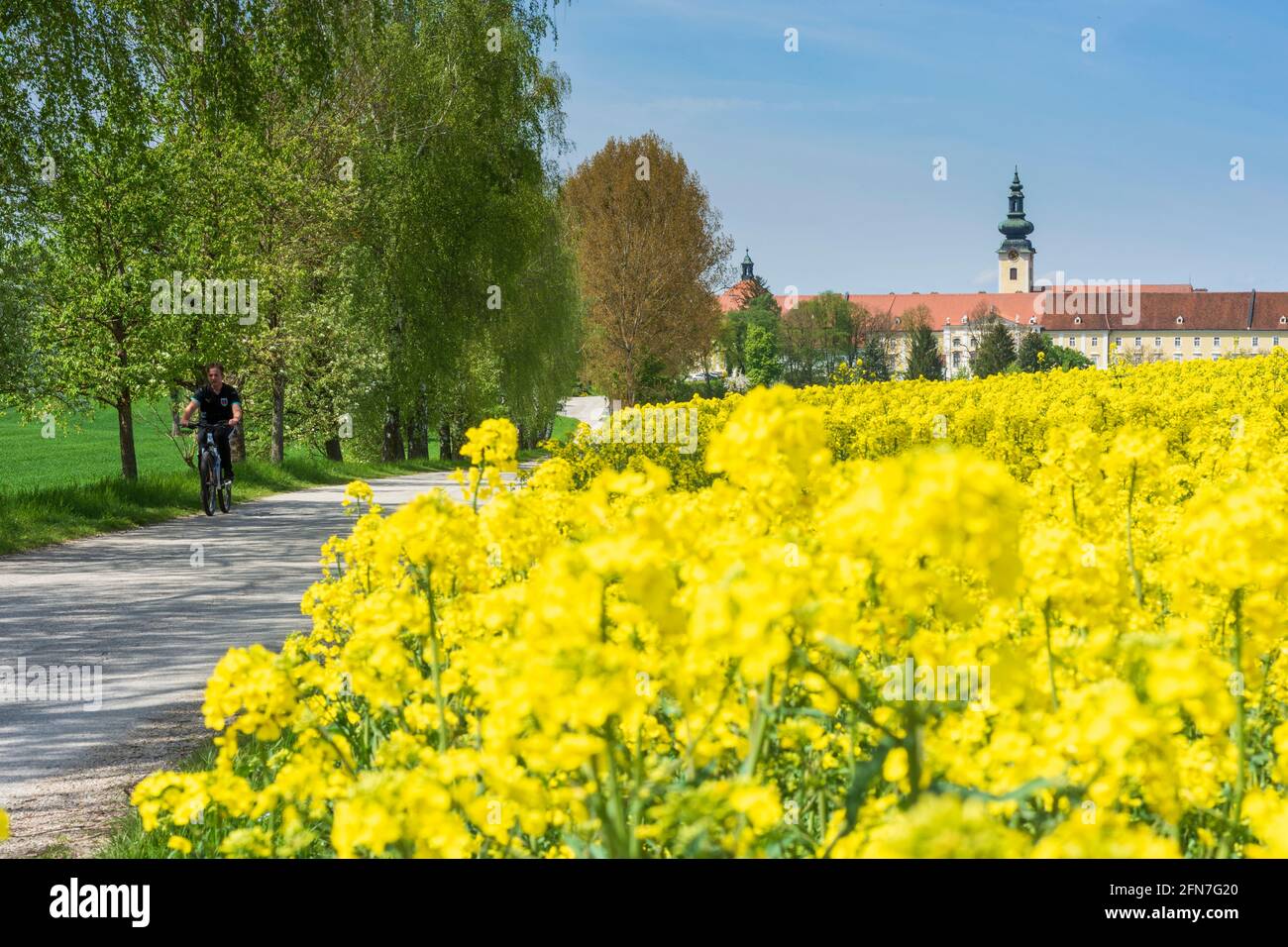 Seitenstetten: Stift Seitenstetten Abtei, Rapsfeld in Mostviertel, Niederösterreich, Niederösterreich, Österreich Stockfoto