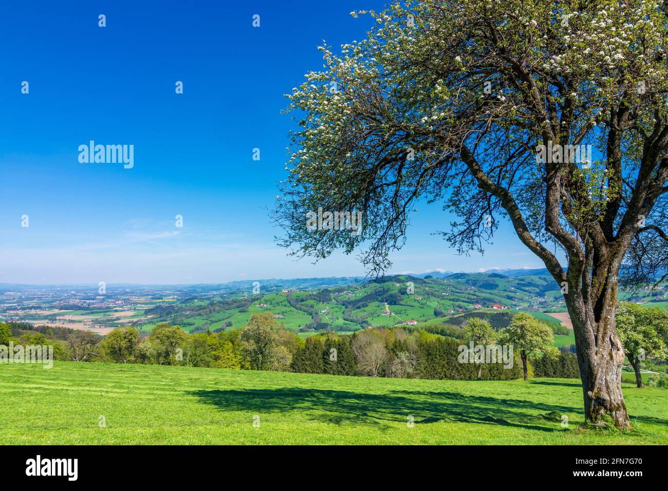 Weistrach: Bauernhäuser, Wiese, blühende Birnenbäume in Mostviertel, Niederösterreich, Niederösterreich, Österreich Stockfoto