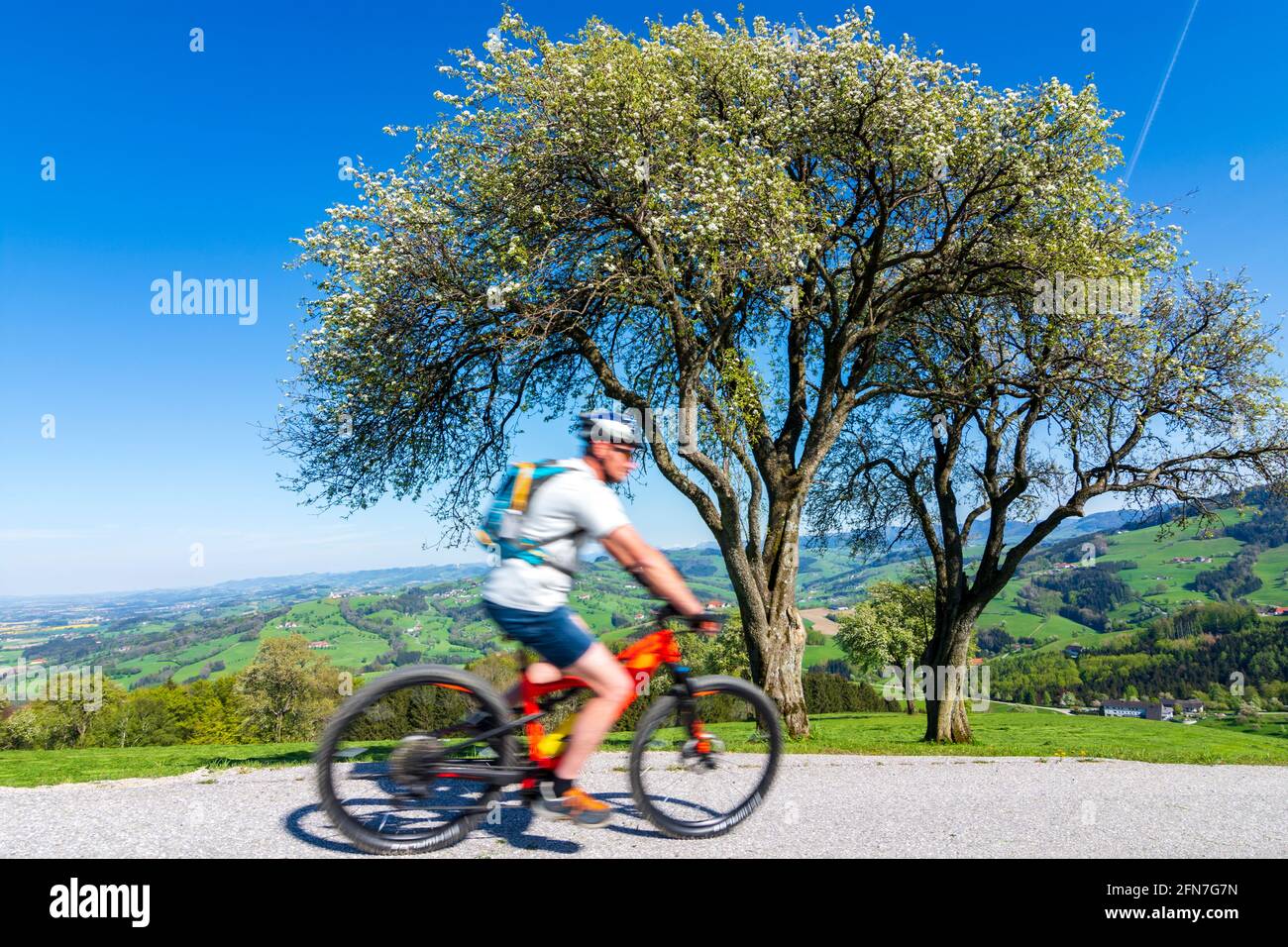 Weistrach: Radfahrer auf der Straße, Bauernhöfe, Wiese, blühende Birnenbäume in Mostviertel, Niederösterreich, Niederösterreich, Österreich Stockfoto