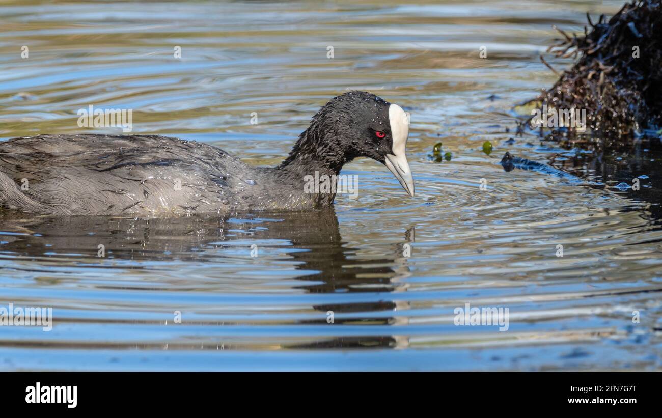 Der Eurasische Ruß (Fulica atra), auch bekannt als gewöhnlicher Ruß oder australischer Ruß, ist ein Mitglied der Familie der Rallen- und Krabbenvögel. Stockfoto