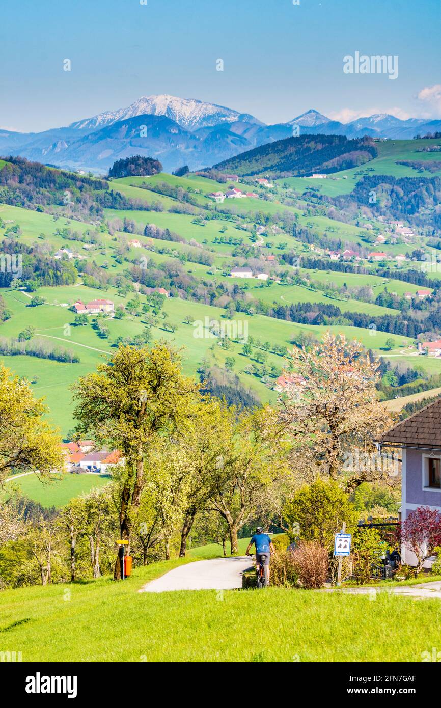 Weistrach: Radfahrer, Bauernhöfe, Wiese, blühende Birnenbäume, Blick auf die Kirche Sonntagberg (links) und den schneebedeckten Berg Ötscher im Mostviertel, nieder Stockfoto
