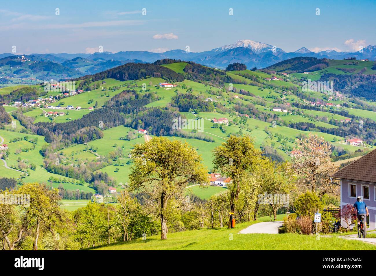 Weistrach: Radfahrer, Bauernhöfe, Wiese, blühende Birnenbäume, Blick auf die Kirche Sonntagberg (links) und den schneebedeckten Berg Ötscher im Mostviertel, nieder Stockfoto