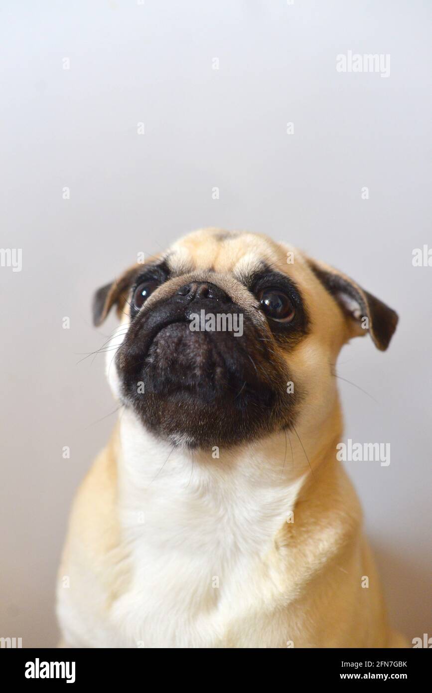 Portrait von Mops Hund auf weißem Hintergrund Stockfoto