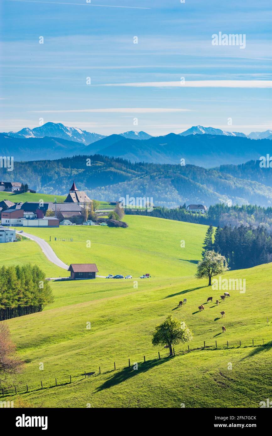 St. Peter in der Au: Dorf Kürnberg, Wiese, blühende Birnenbäume, Blick auf den Berg Gesäuse in Mostviertel, Niederösterreich, Niederösterreich, Österreich Stockfoto