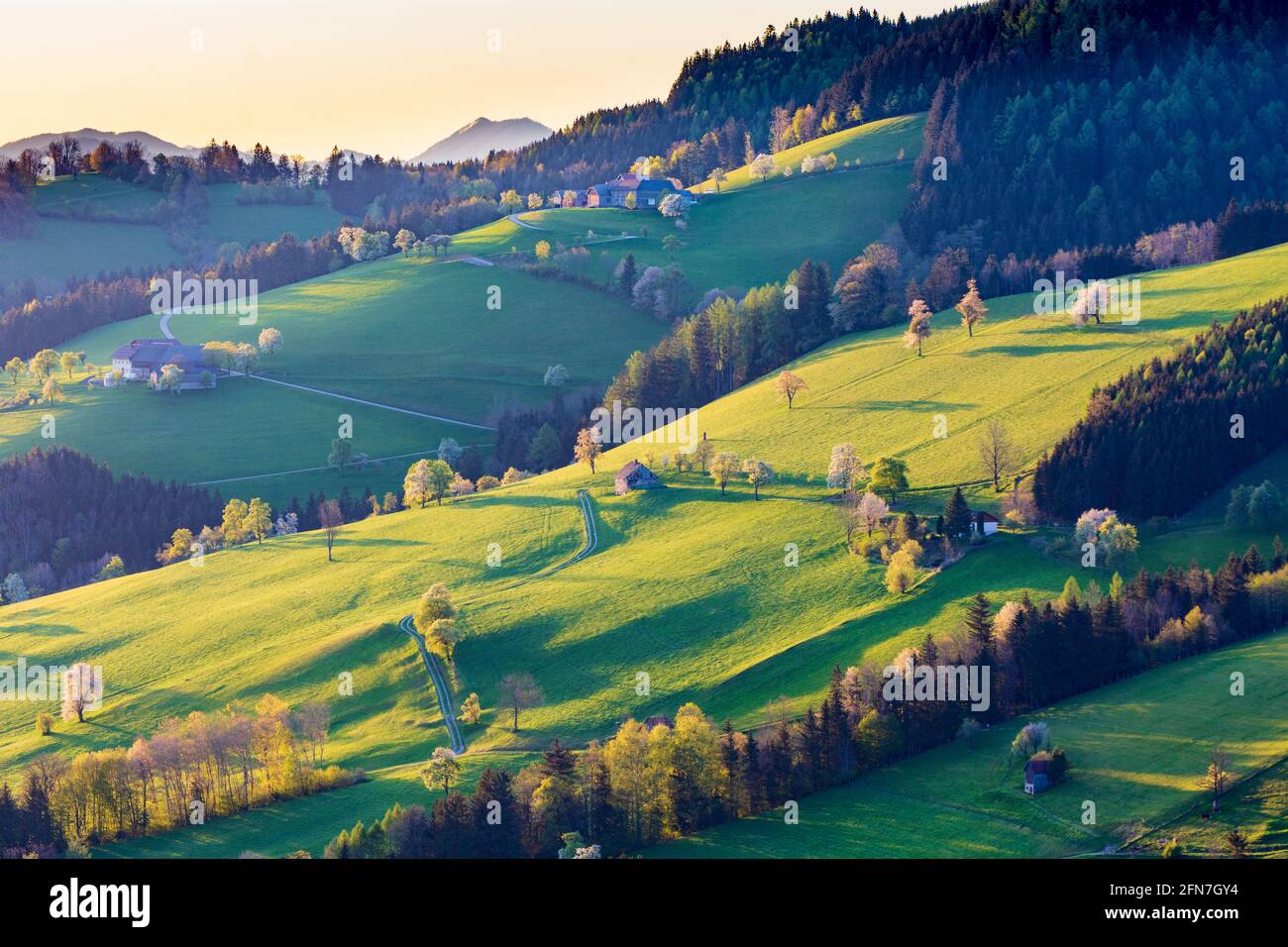 Waidhofen an der Ybbs: Bauernhäuser, blühende Birnenbäume, Wiesen, Morgenlicht im Mostviertels, Niederösterreich, Niederösterreich, Österreich Stockfoto