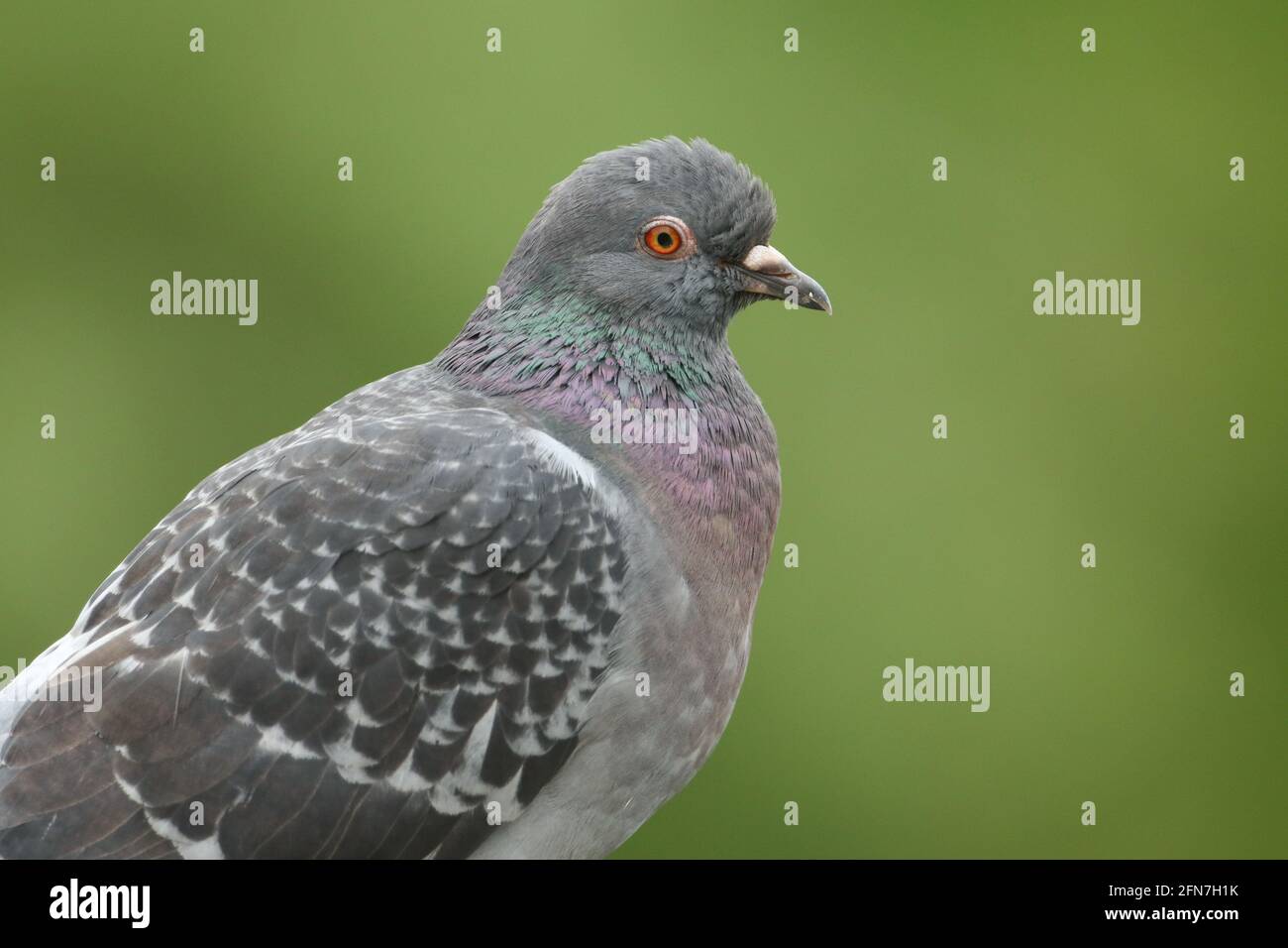Ein Kopf eines ziemlich Wilde Taube, Columba livia. Stockfoto