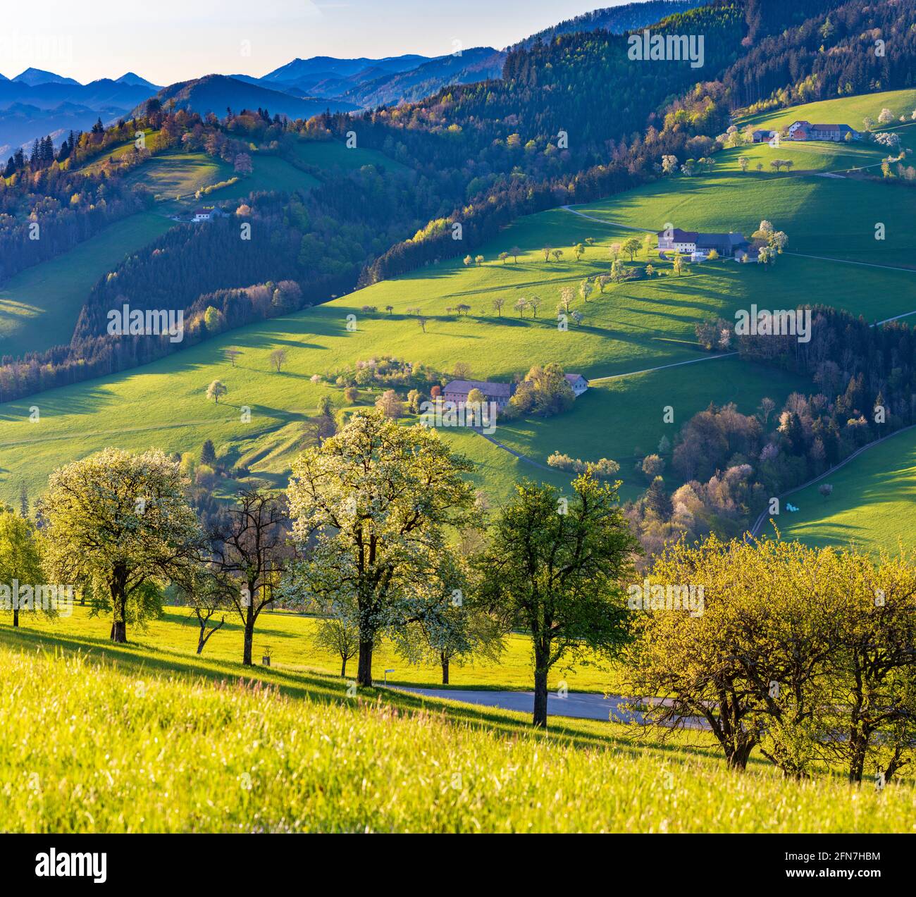 Waidhofen an der Ybbs: Bauernhäuser, blühende Birnenbäume, Wiesen, Morgenlicht im Mostviertels, Niederösterreich, Niederösterreich, Österreich Stockfoto