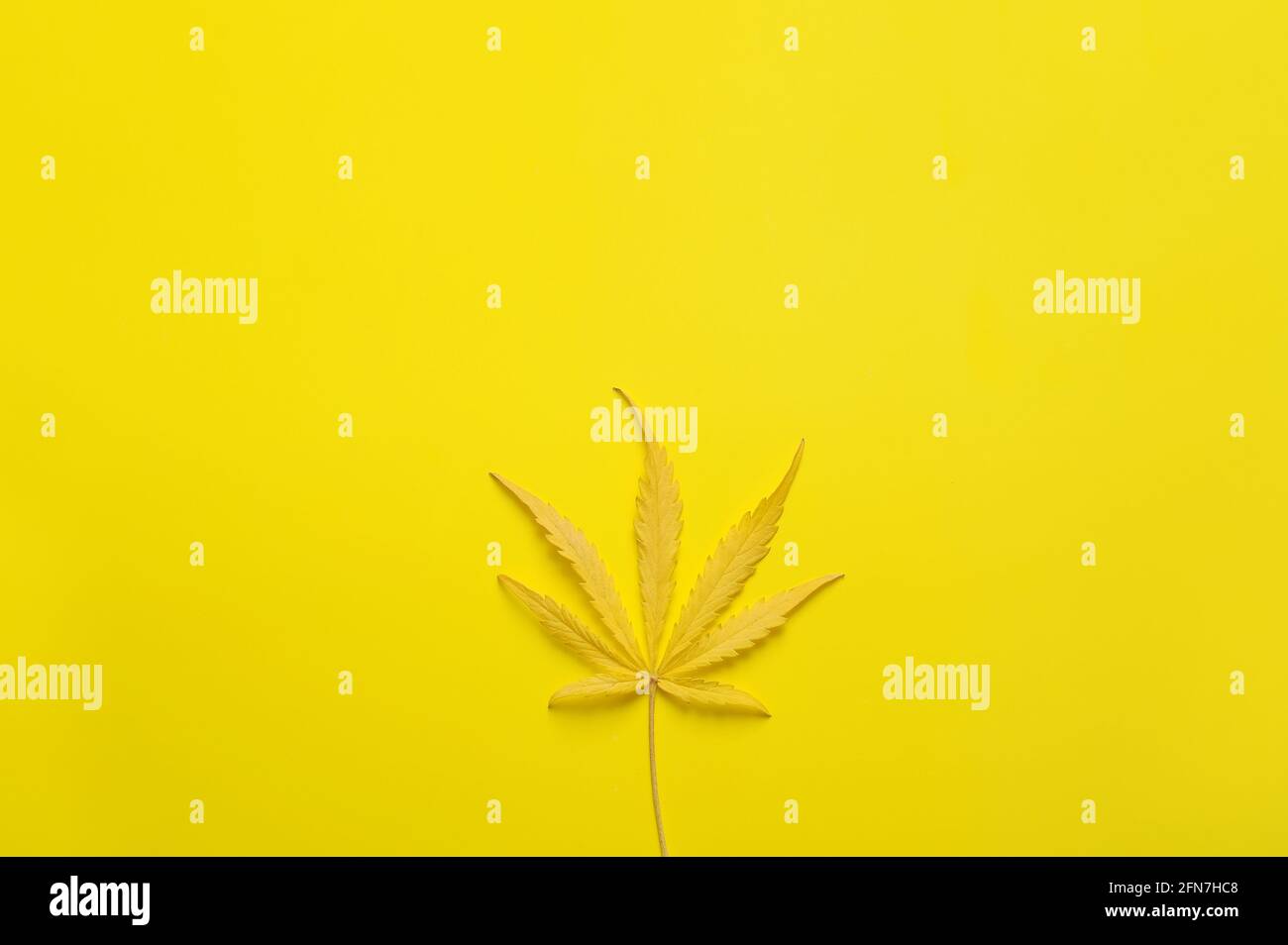 Cannabisblatt mit Zitronengeschmack. Frische Marihuanapflanze auf gelbem Hintergrund. Hanf Erholung, medizinische Nutzung, Legalisierung. Stockfoto
