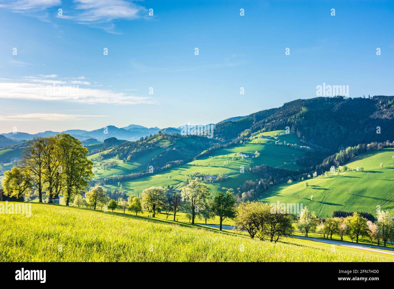 Waidhofen an der Ybbs: Bauernhäuser, blühende Birnenbäume, Wiesen, Morgenlicht im Mostviertels, Niederösterreich, Niederösterreich, Österreich Stockfoto