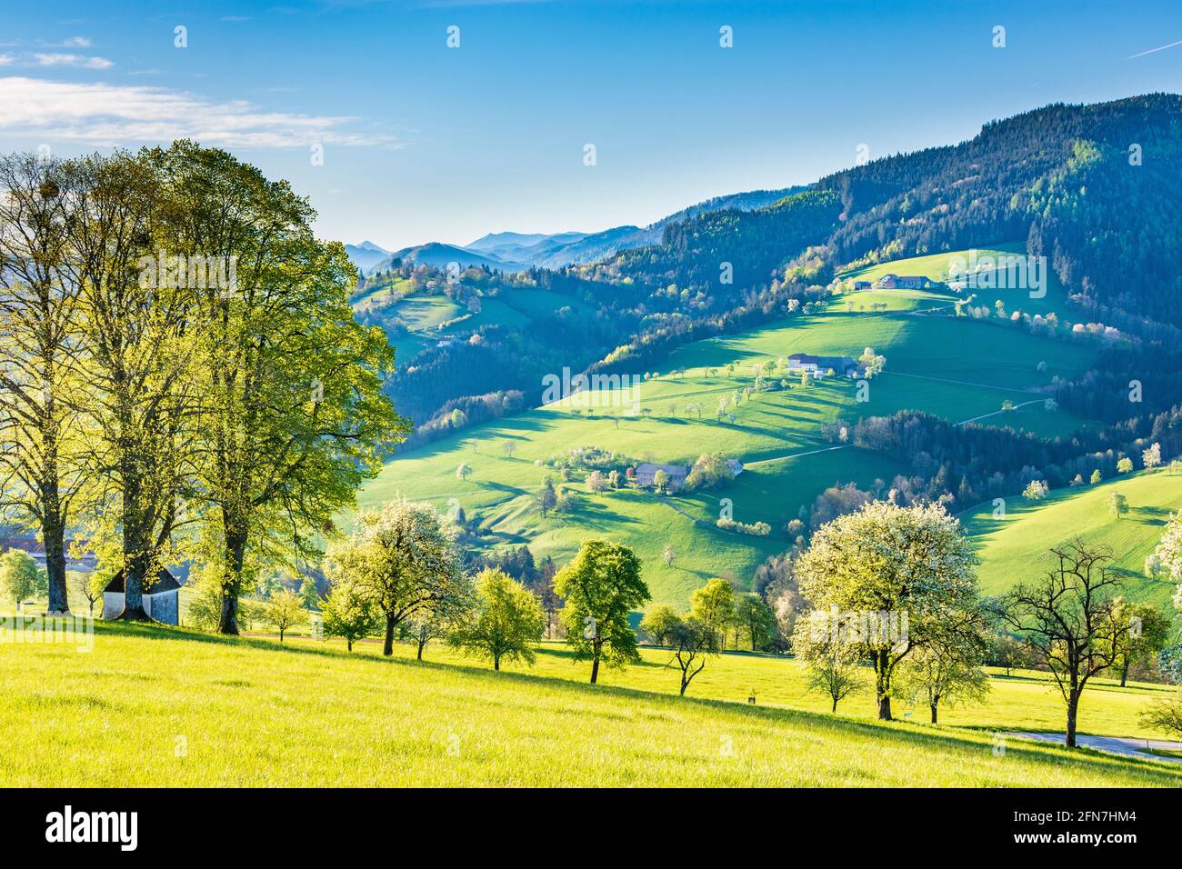 Waidhofen an der Ybbs: Bauernhäuser, blühende Birnenbäume, Wiesen, Morgenlicht, Kapelle im Mostviertel, Niederösterreich, Niederösterreich, Österreich Stockfoto