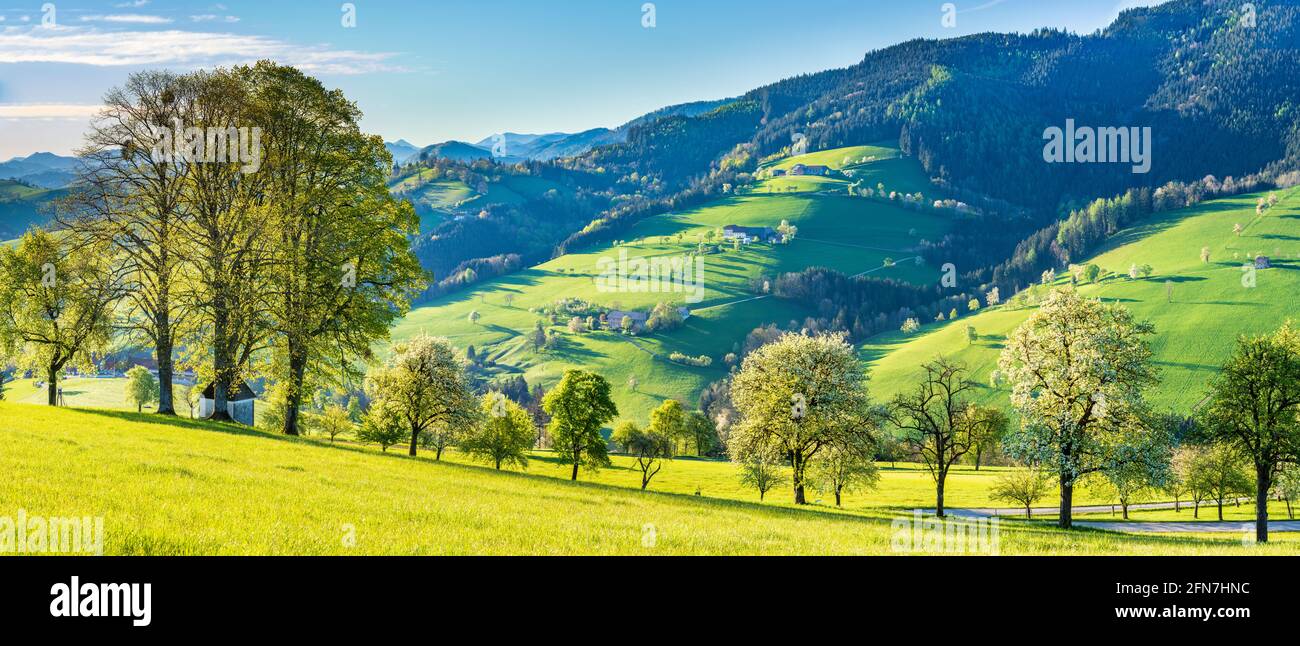 Waidhofen an der Ybbs: Bauernhäuser, blühende Birnenbäume, Wiesen, Morgenlicht, Kapelle im Mostviertel, Niederösterreich, Niederösterreich, Österreich Stockfoto