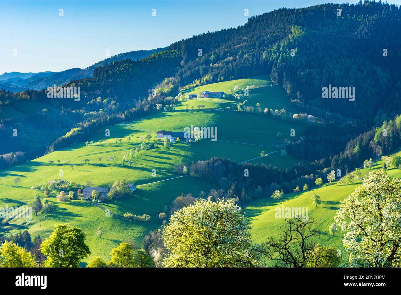 Waidhofen an der Ybbs: Bauernhäuser, blühende Birnenbäume, Wiesen, Morgenlicht im Mostviertels, Niederösterreich, Niederösterreich, Österreich Stockfoto
