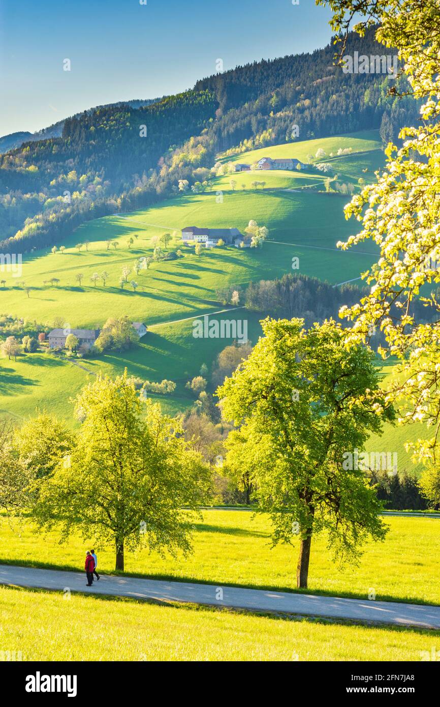 Waidhofen an der Ybbs: Bauernhäuser, blühende Birnenbäume, Wiesen, Morgenlicht im Mostviertels, Niederösterreich, Niederösterreich, Österreich Stockfoto