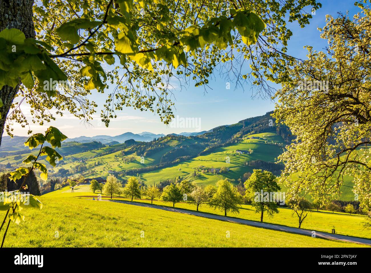 Waidhofen an der Ybbs: Bauernhäuser, blühende Birnenbäume, Wiesen, Morgenlicht im Mostviertels, Niederösterreich, Niederösterreich, Österreich Stockfoto