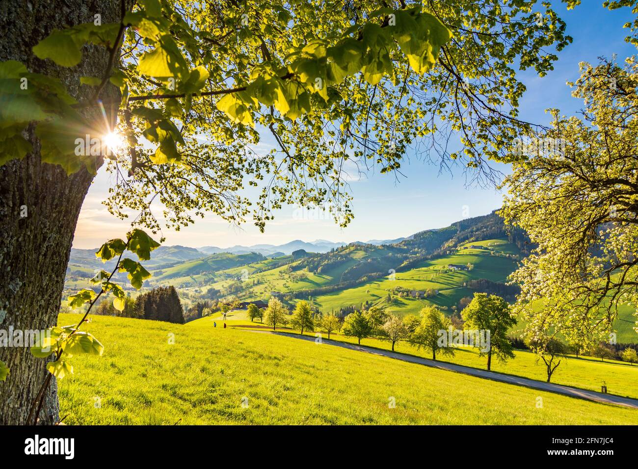 Waidhofen an der Ybbs: Bauernhäuser, blühende Birnenbäume, Wiesen, Morgenlicht im Mostviertels, Niederösterreich, Niederösterreich, Österreich Stockfoto