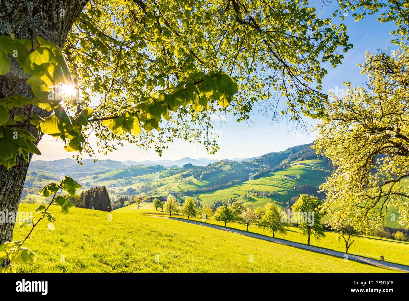 Waidhofen an der Ybbs: Bauernhäuser, blühende Birnenbäume, Wiesen, Morgenlicht im Mostviertels, Niederösterreich, Niederösterreich, Österreich Stockfoto
