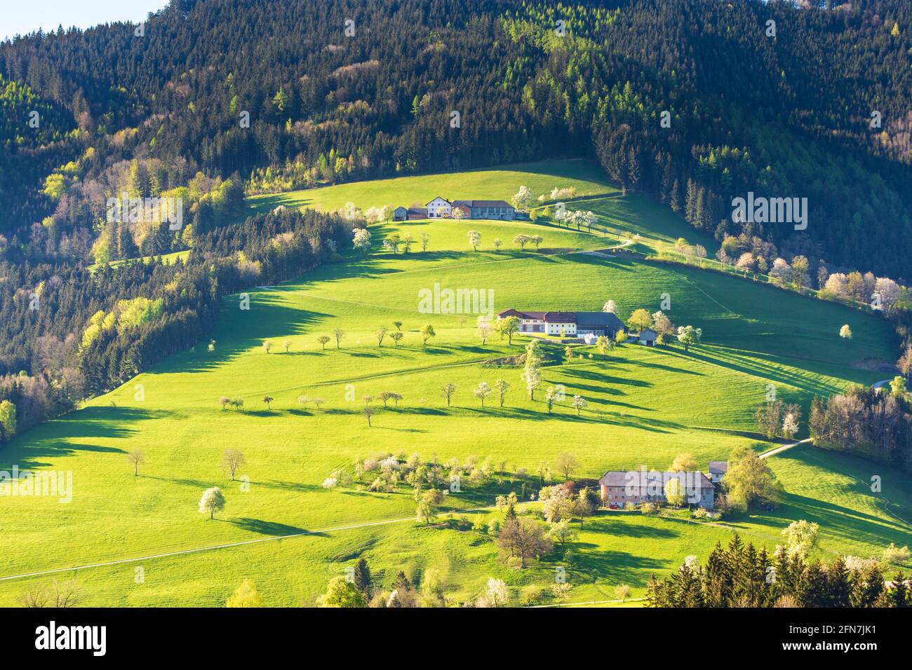Waidhofen an der Ybbs: Bauernhäuser, blühende Birnenbäume, Wiesen, Morgenlicht im Mostviertels, Niederösterreich, Niederösterreich, Österreich Stockfoto