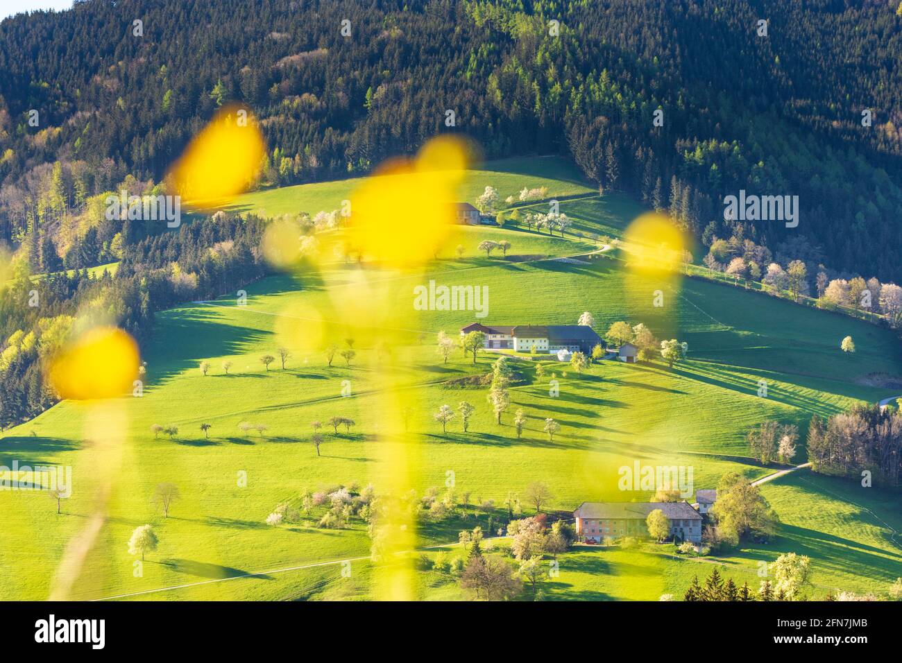 Waidhofen an der Ybbs: Bauernhäuser, blühende Birnenbäume, Wiesen, Morgenlicht, Blumen im Mostviertel, Niederösterreich, Niederösterreich, Österreich Stockfoto