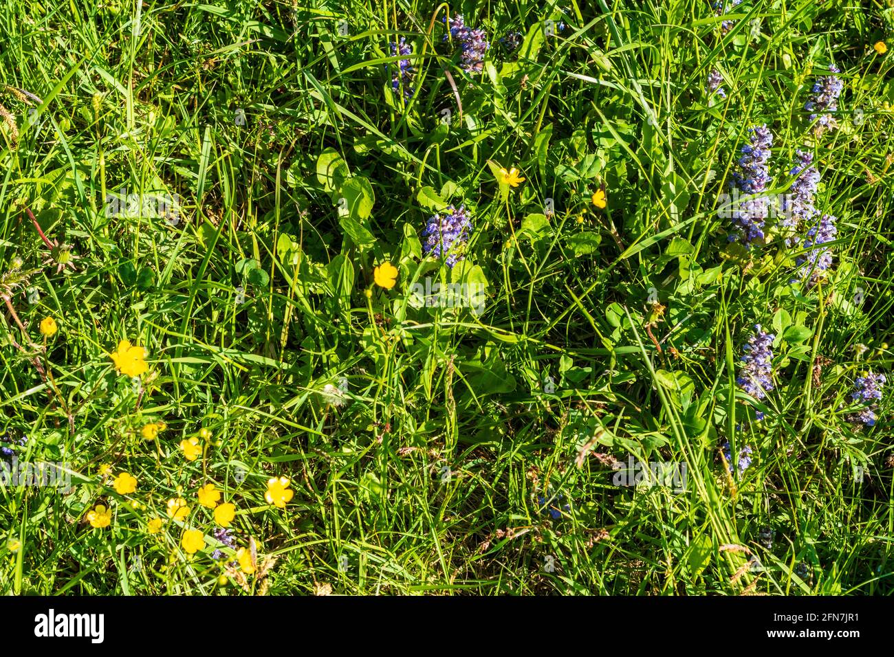 Waidhofen an der Ybbs: Blumen Kriechender Günsel (Ajuga reptans) und Scharfer Hahnenfuß (Ranunculus acris) auf der Wiese im Mostviertel, Niederösterreich Stockfoto