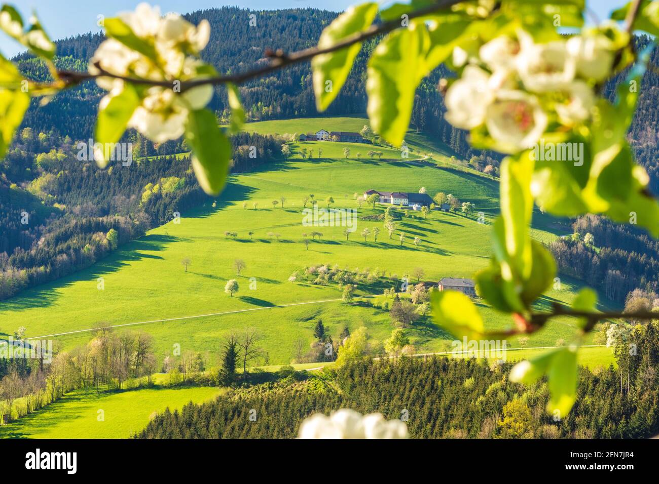 Waidhofen an der Ybbs: Bauernhäuser, blühende Birnenbäume, Wiesen, Morgenlicht im Mostviertels, Niederösterreich, Niederösterreich, Österreich Stockfoto