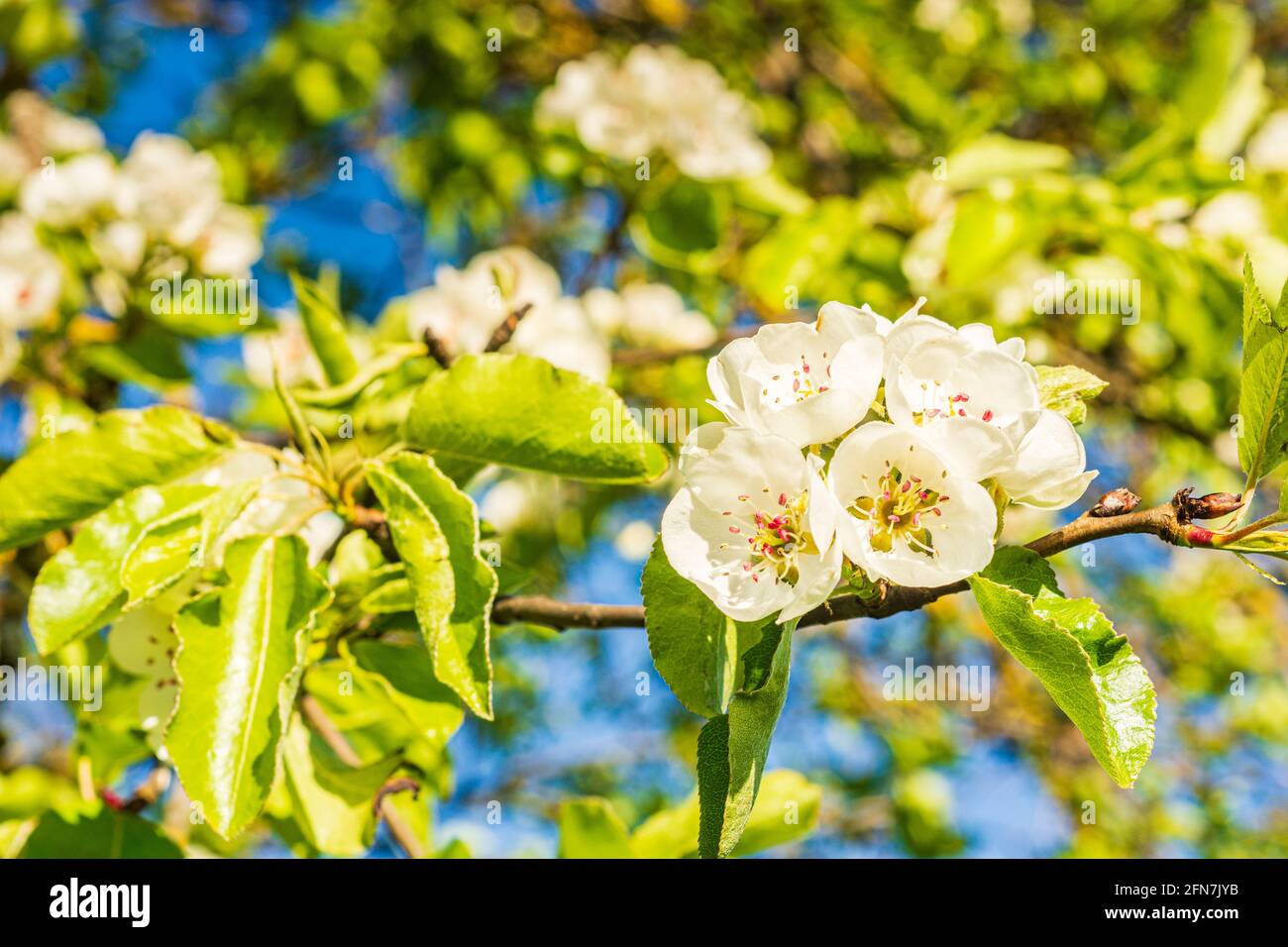Sonntagberg: Blühender Birnbaum in Mostviertel, Niederösterreich, Niederösterreich, Österreich Stockfoto