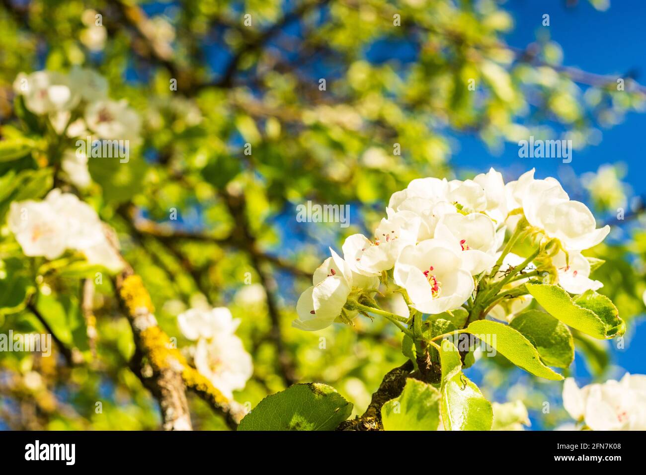 Sonntagberg: Blühender Birnbaum in Mostviertel, Niederösterreich, Niederösterreich, Österreich Stockfoto