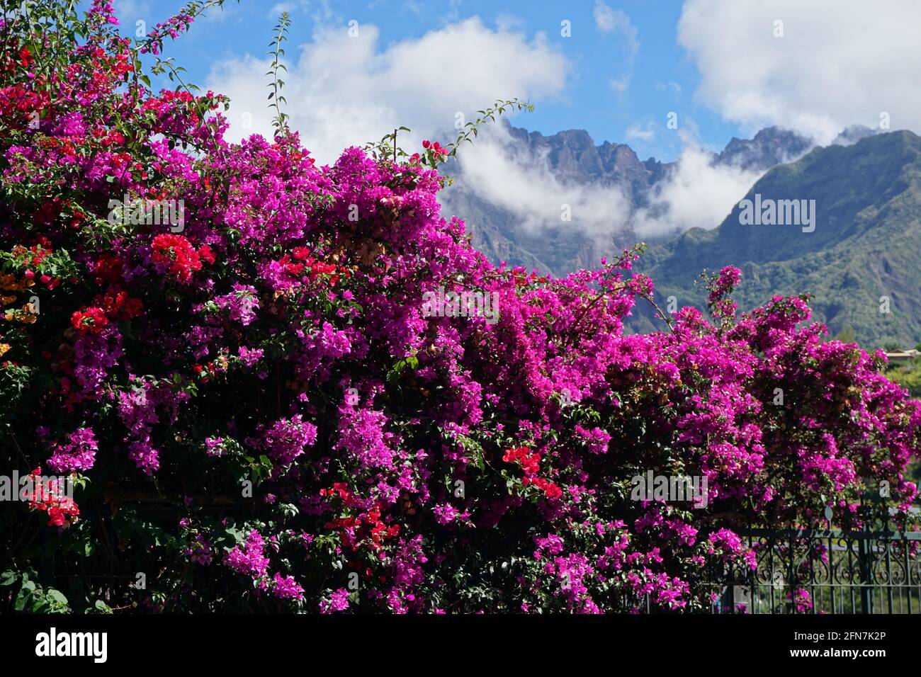 Lila und rote Bougainvillea in voller Blüte in den Bergen der tropischen Insel La Réunion, Frankreich Stockfoto