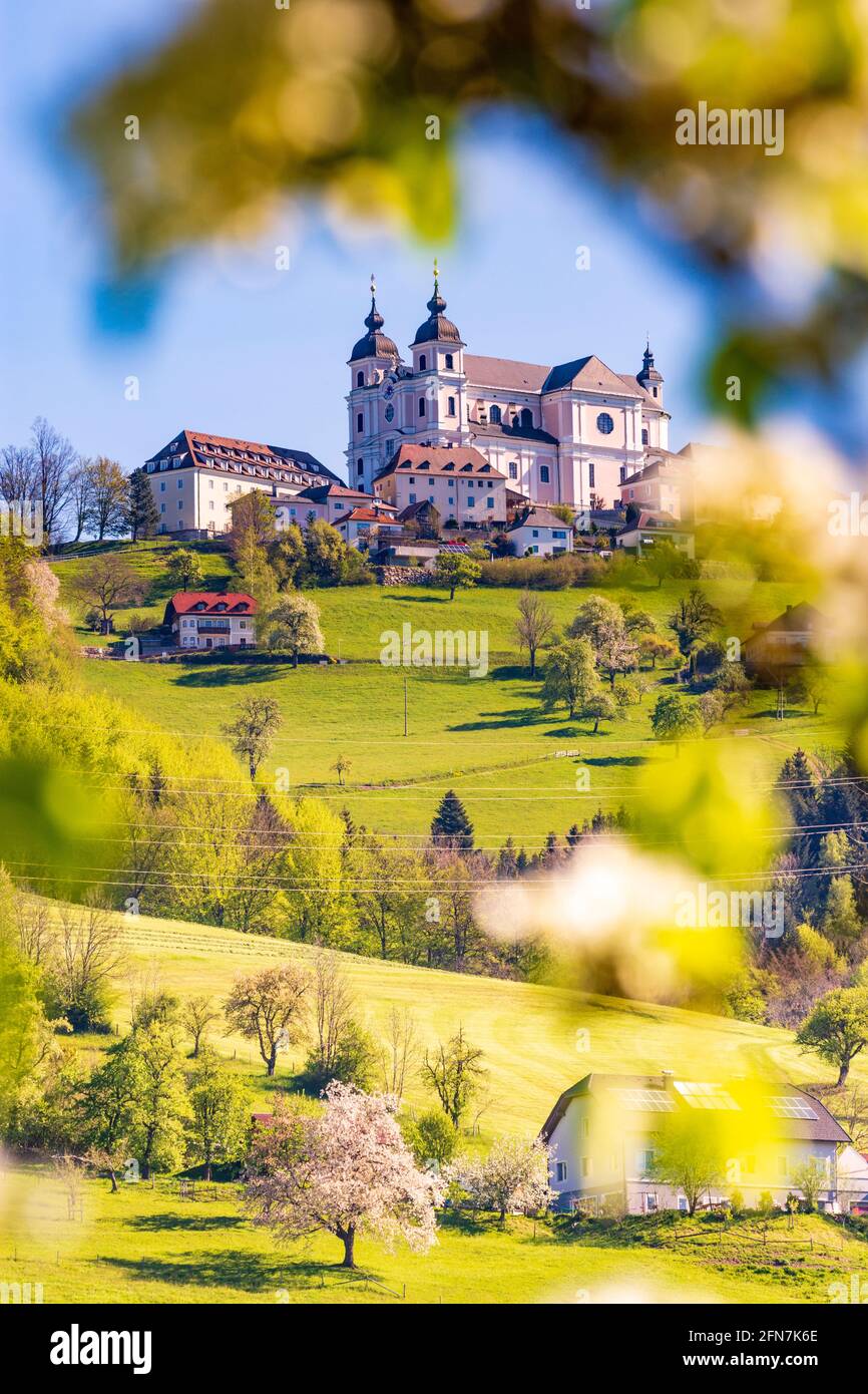 Sonntagberg: Sonntagberg Basilika, blühende Birnenbäume in Mostviertel, Niederösterreich, Niederösterreich, Österreich Stockfoto