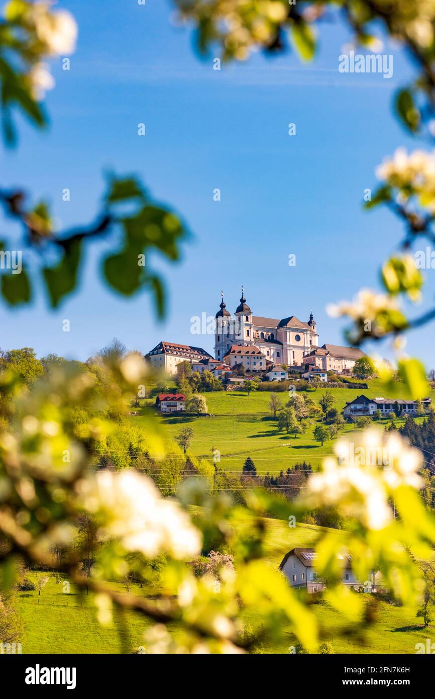 Sonntagberg: Sonntagberg Basilika, blühende Birnenbäume in Mostviertel, Niederösterreich, Niederösterreich, Österreich Stockfoto