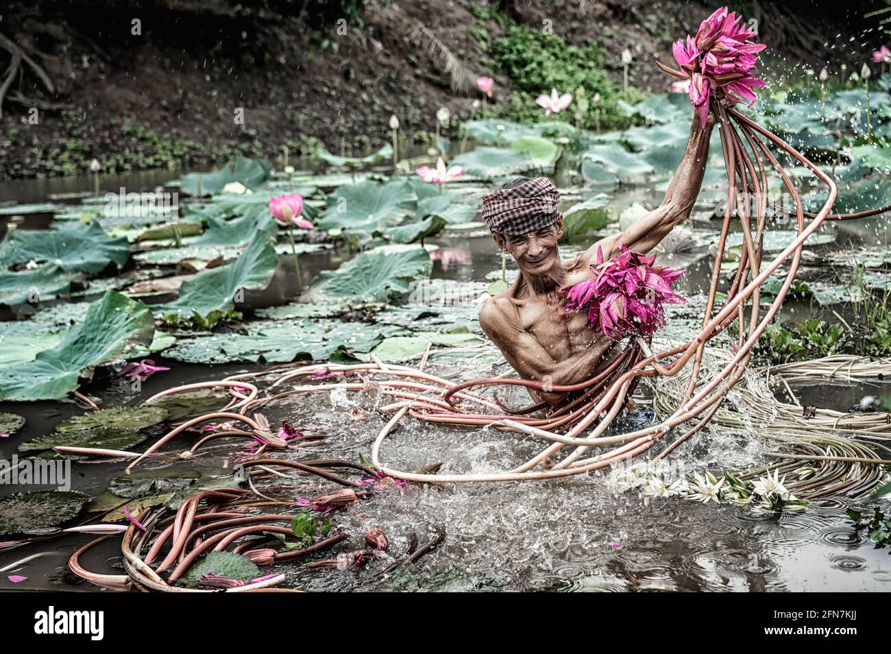 Alte vietnamesen Abholung der schönen rosa Lotus in den See an phu, an giang Provinz, vietnam, Kultur und Lebenskonzept Stockfoto