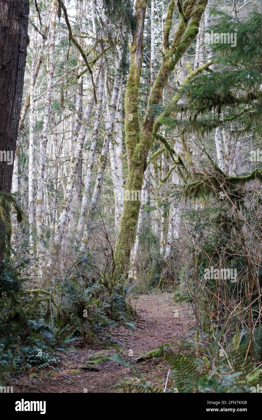 Ein Weg durch den Regenwald mit Moos Stockfoto