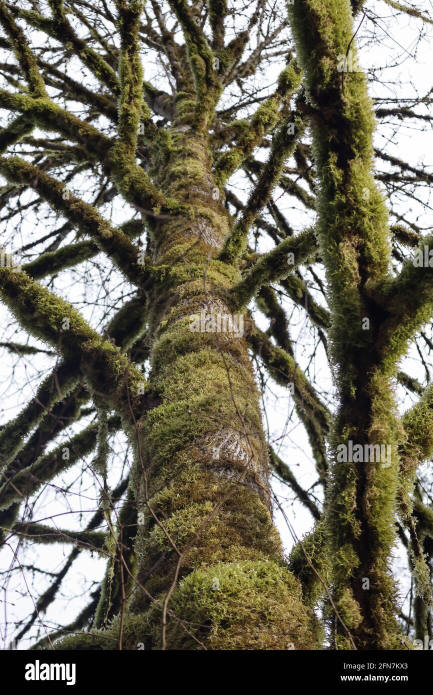 Hoher alter Baum im Frühlingswald, bedeckt mit dickem Moos Stockfoto