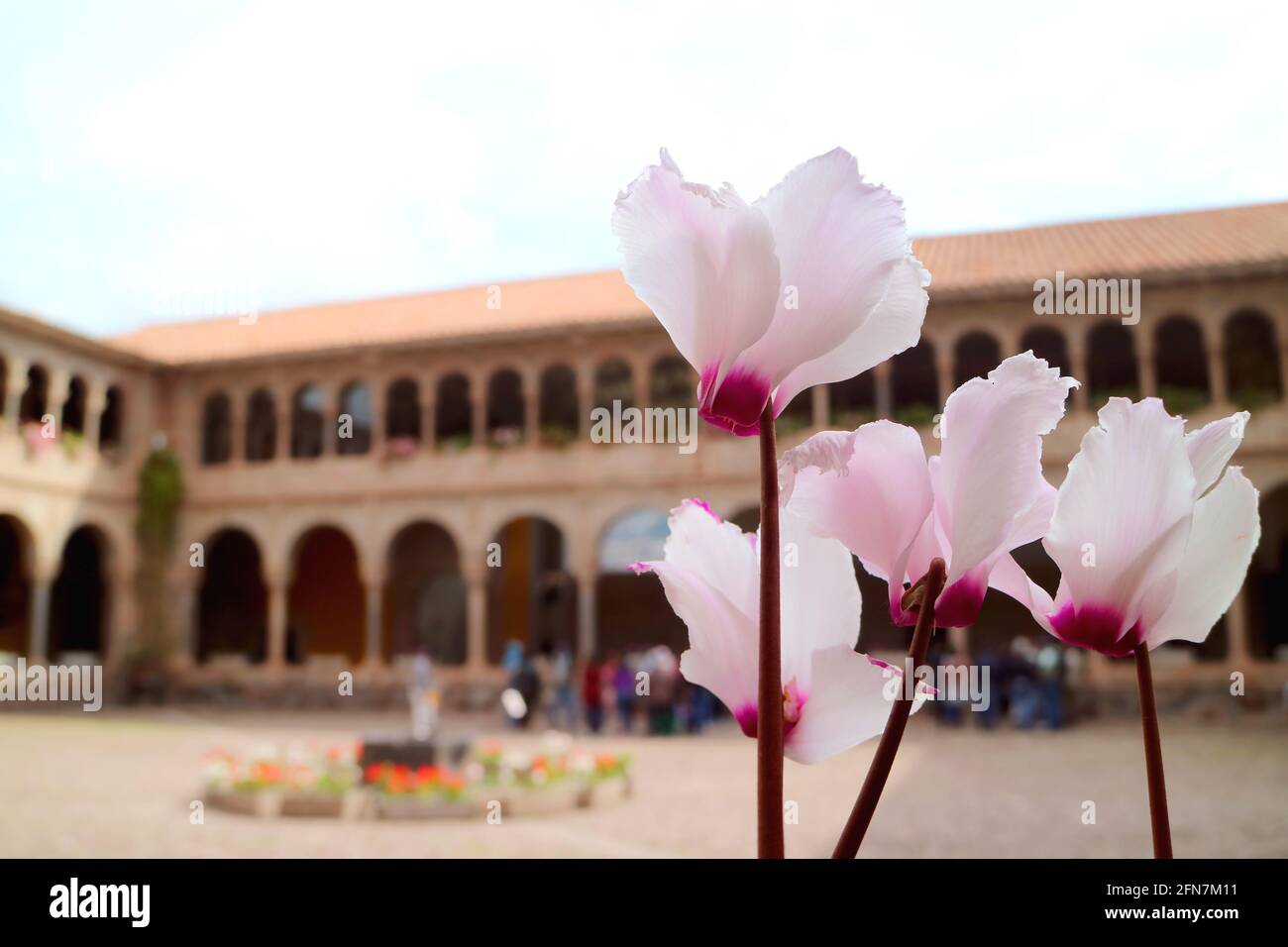 Wunderschöne rosa Blumen blühen im Innenhof des Klosters Santo Domingo im Qoricancha-Tempel, Cusco, Peru Stockfoto